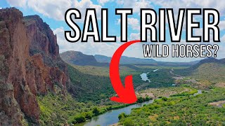 Salt River Recreation Area in Phoenix Arizona 🚣🏼‍♀️🌵🐴