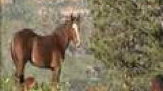 Wild Horses at Home / Black Hills Wild Horse Sanctuary Home Pasture Spa Blackhills Wild Horse Sanctuary Summer 2020