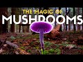 Are mushrooms the secret to rewilding britain