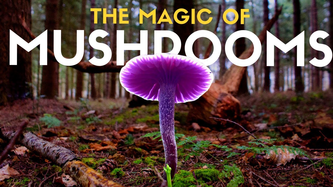 Why I spent 48 hours looking for this Purple Mushroom