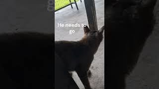 CATShorts Episode 15 - Cat GIFs