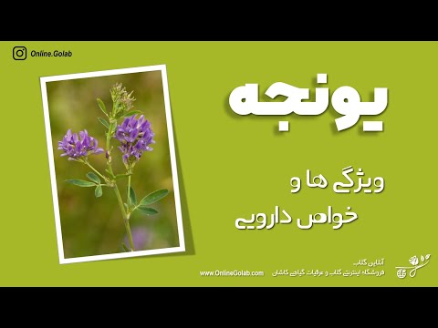 تصویری: یونجه زرد: خصوصیات، توضیحات، خواص مفید