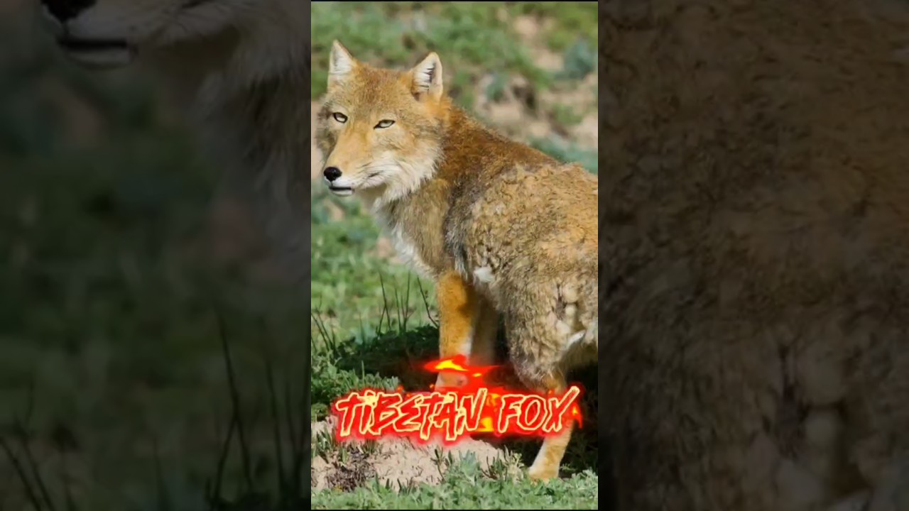 Tibetan Fox: Born Tired, Forever Judging