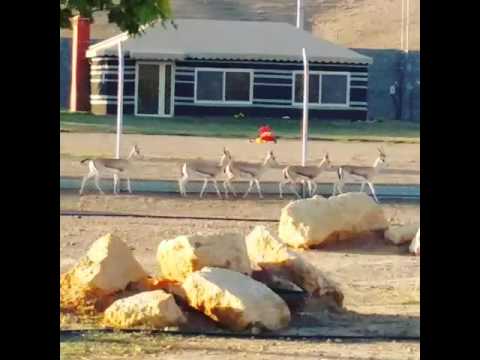 غزلان ريم محمية المساعدية سدير 