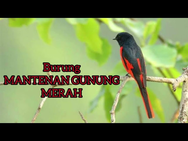 Masteran Suara Burung Mantenan Gunung Merah Gacor class=