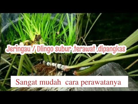 Video: Acorus calamus digunakan untuk apa?