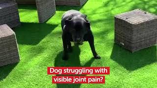 Start your Pets mobility makeover today.