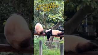 #adorably #animal #cute #bear #panda #shorts