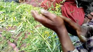 The Rubbing Procedure.