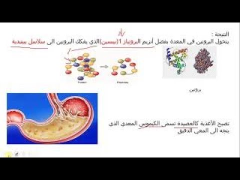 دروس العلوم الطبيعية السنة الرابعة متوسط