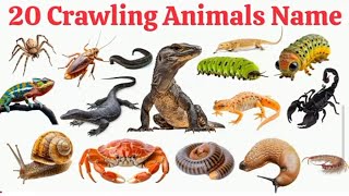 20 रेंगने वाले जानवरों के नाम | 20 Crawling Animals for Kids | LearnAnimal Names with Pictures