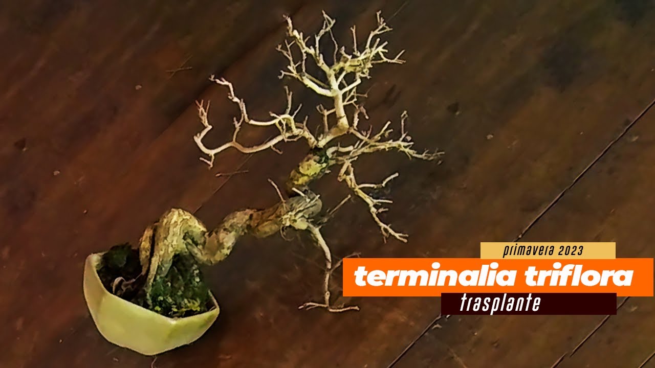 TRASPLANTE autóctona  | TERMINALIA TRIFLORA | Guayaibí amarillo