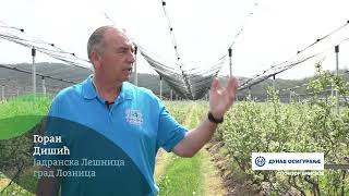 Tv Informator - Uzgoj Borovnice U Jadranskoj Lesnici 3 Jun 2025