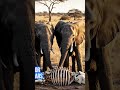 They Remember Their Dead #animals #wildlife #elephant