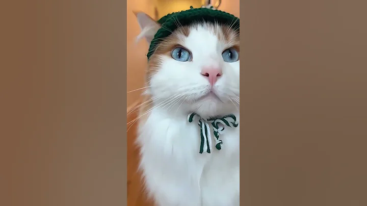 Video 11825291: forest cat norwegianforestcat, norwegian forest, cat old