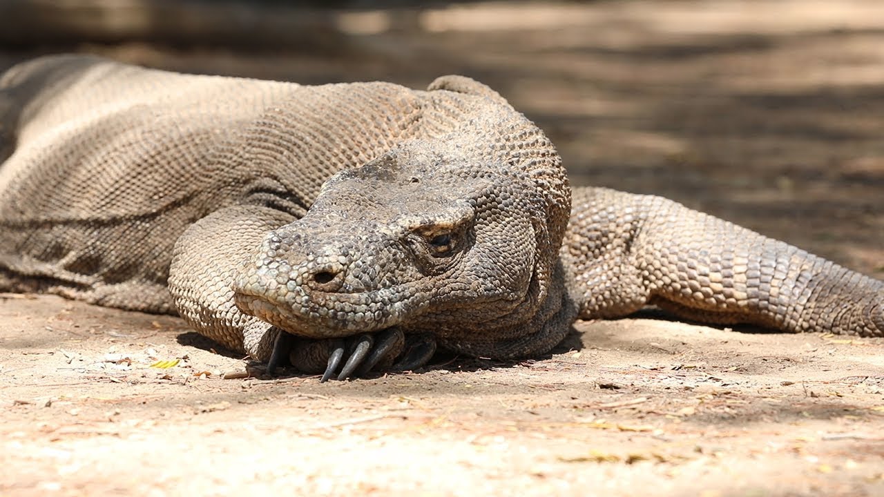 Komodo National Park In Indonesia Faces Prospect Of One Year Closure Youtube