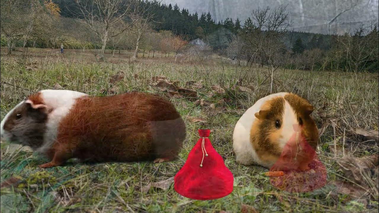 Christmas Guinea Pig Movie To Grandma's House YouTube