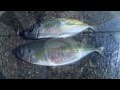 大アジ乱舞30-40cm! 遠投天秤仕掛け 天草市牛深町堤防Fishing in Amakusa city