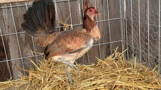Penny Hatch Hen