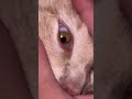 Ocean eyes cat Lora additions #fyp #cat #eyes #fypppppppppppppppppppppppppppppppppppppppppppppp