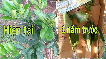 Bưởi đỏ giống mới || cập nhật tình hình phát triển 2 cây năm trước || bưởi Rỏn