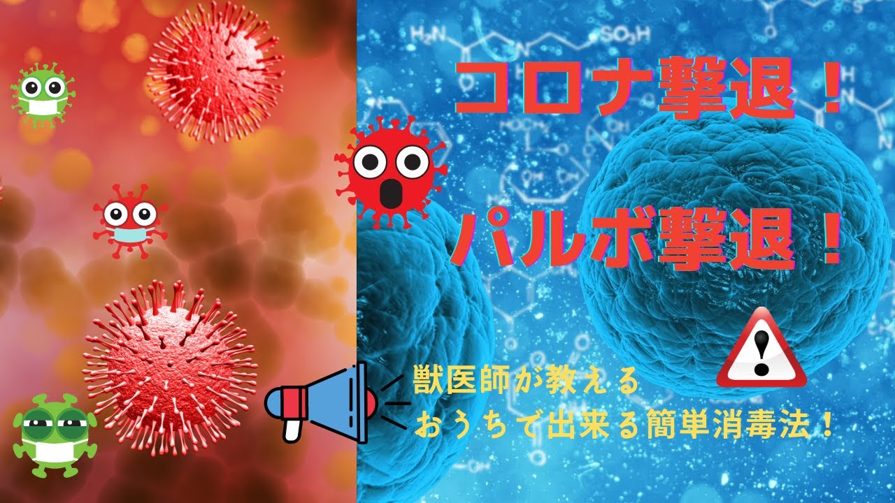 コロナ パルボから愛犬を守る おうちで出来る簡単消毒法 Youtube