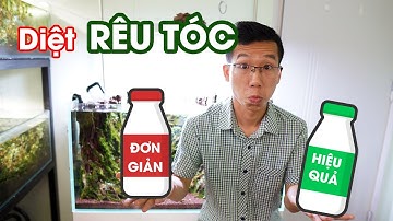Diệt Rêu Tóc Dễ Dàng Với Ista | Bucep Viet