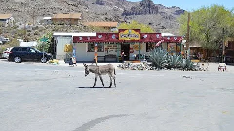 Oatman Arizona - US Route 66 - Wild Burros - Old West - Wild Donkey 📸