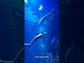 Sharks Are Older Than Trees#shorts#facts#knowledge