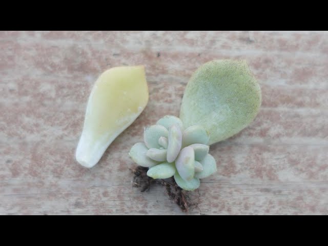 252【これで成功】葉挿しできる葉、できない葉。見分け方。元気な葉色