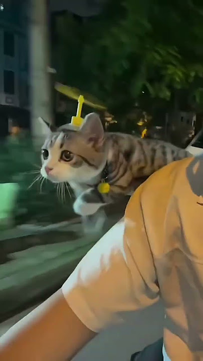 Kucing mujair baling baling bambu doraemon #kucing #mujair #balingbalingbambu #doraemon #shorts #fyp