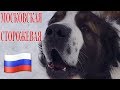 Московская сторожевая / Порода московская сторожевая / Охрана / Дрессировка / Moscow watchdog