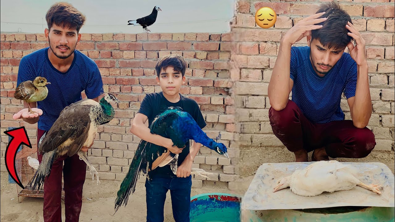 Mini Zoo Main Jawa Peacocks ka baby kub ay ga🤔||Boht Bara Nqsan ho gia Nayab Chuza Mar gya😔