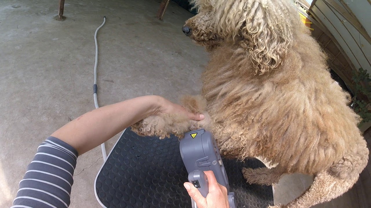 Auto Dog Brush ; dematting a standard poodle YouTube