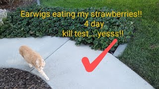 Earwig, 4 day kill test in strawberry patch.  100% Easy, no chemicals and works.