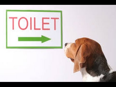 gone-to-the-snow-dogs---how-to-potty-train-your-puppy-siberian-husky---gone-to-the-snow-dogs