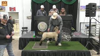 Rule Sheep Co. Presents The Legacy Live Sale Featuring The Alliance Live Goat Sale