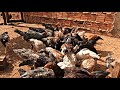PINTINHO TEM QUE ENSINAR A COMER MILHO DESDE PEQUENO / MENOS GASTO COM RAÇÃO
