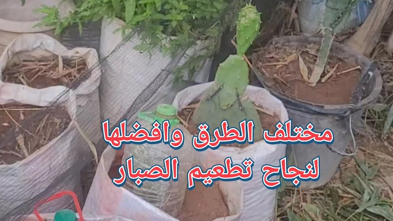 أنواع الطرق وأفضلها تساعد على نجاح تطعيم التين الشوكي The best ways to successfully graft a cactus..
