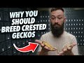 3 reasons you should breed crested geckos