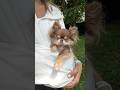 Chihuahua Only Rides Premium рџ Ўрџ Chihuahua Only Rides Premium рџ Ўрџ