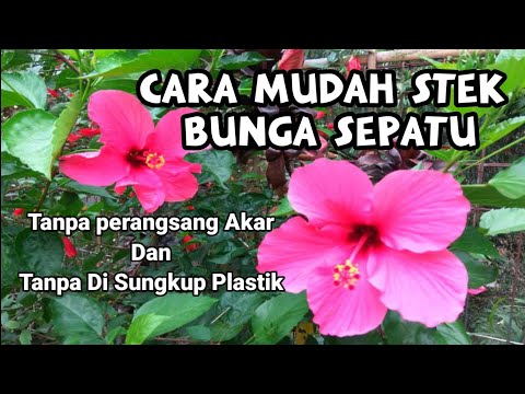 Video: Menanam Kembang Sepatu Di Rumah Dan Di Kebun