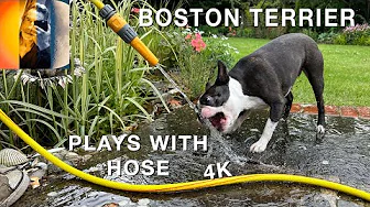 Crazy Boston Terrier Plays With A Hose 4K