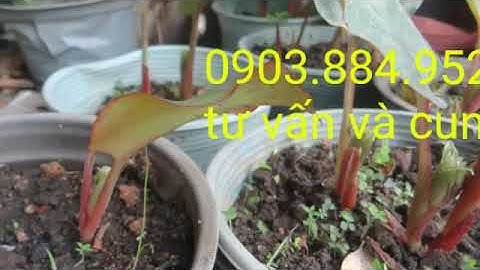 ngải đen , Công dụng ngãi đen trị ung thư phổi hiệu quả - nam dược y thư