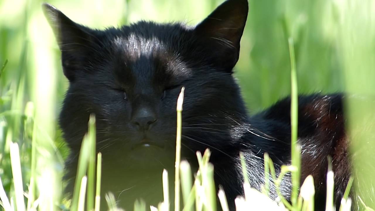 Black Cat in the Grass Stock Video 