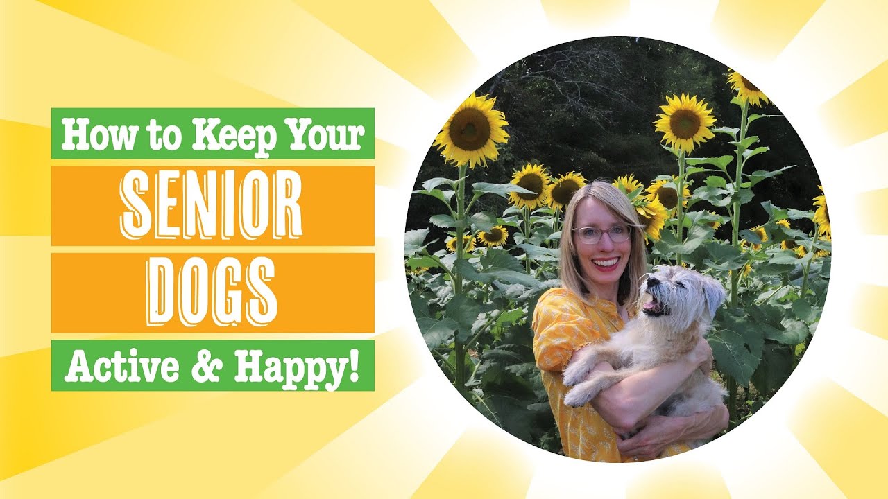 How to Keep Your Senior Dogs Healthy and Happy - YouTube