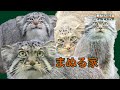 【マヌルネコ】まぬる家はいま / Pallas's cat - Now they are