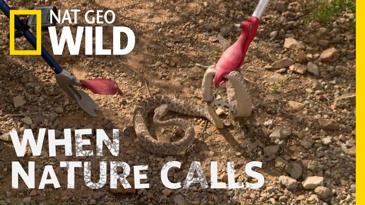 nat geo wild logo A Risky Rattler Romance | When Nature Calls
