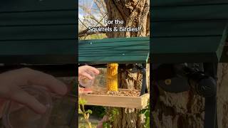 🌽🐿️🐦 Squirrel and Bird feeder! #squirrel #bird #birdwatching #nature #corn #shorts #itscorn #tree