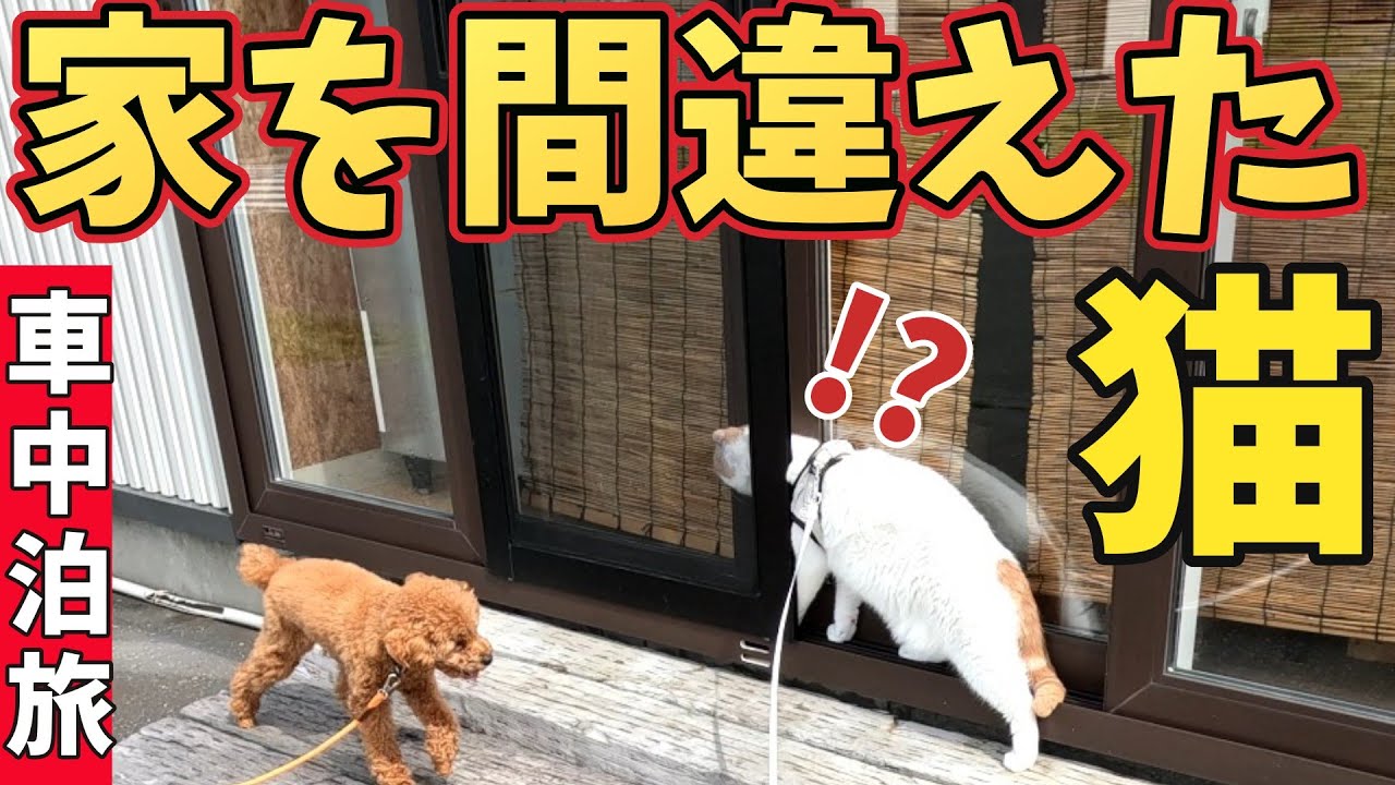 【ハプニング】初めての犬猫旅はいろんな事が起こる【北海道車中泊旅】